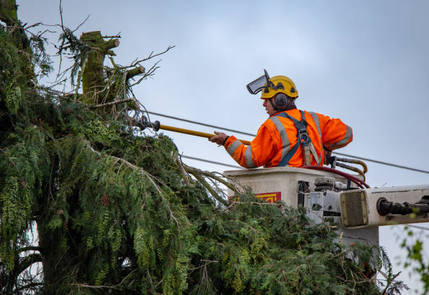 Best Root Management and Removal  in Pen Argyl, PA