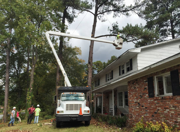 How Our Tree Care Process Works  in  Pen Argyl, PA