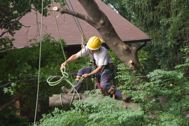 Best Tree and Shrub Care  in Pen Argyl, PA
