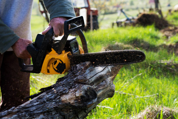 Reliable Pen Argyl, PA Tree Care Solutions